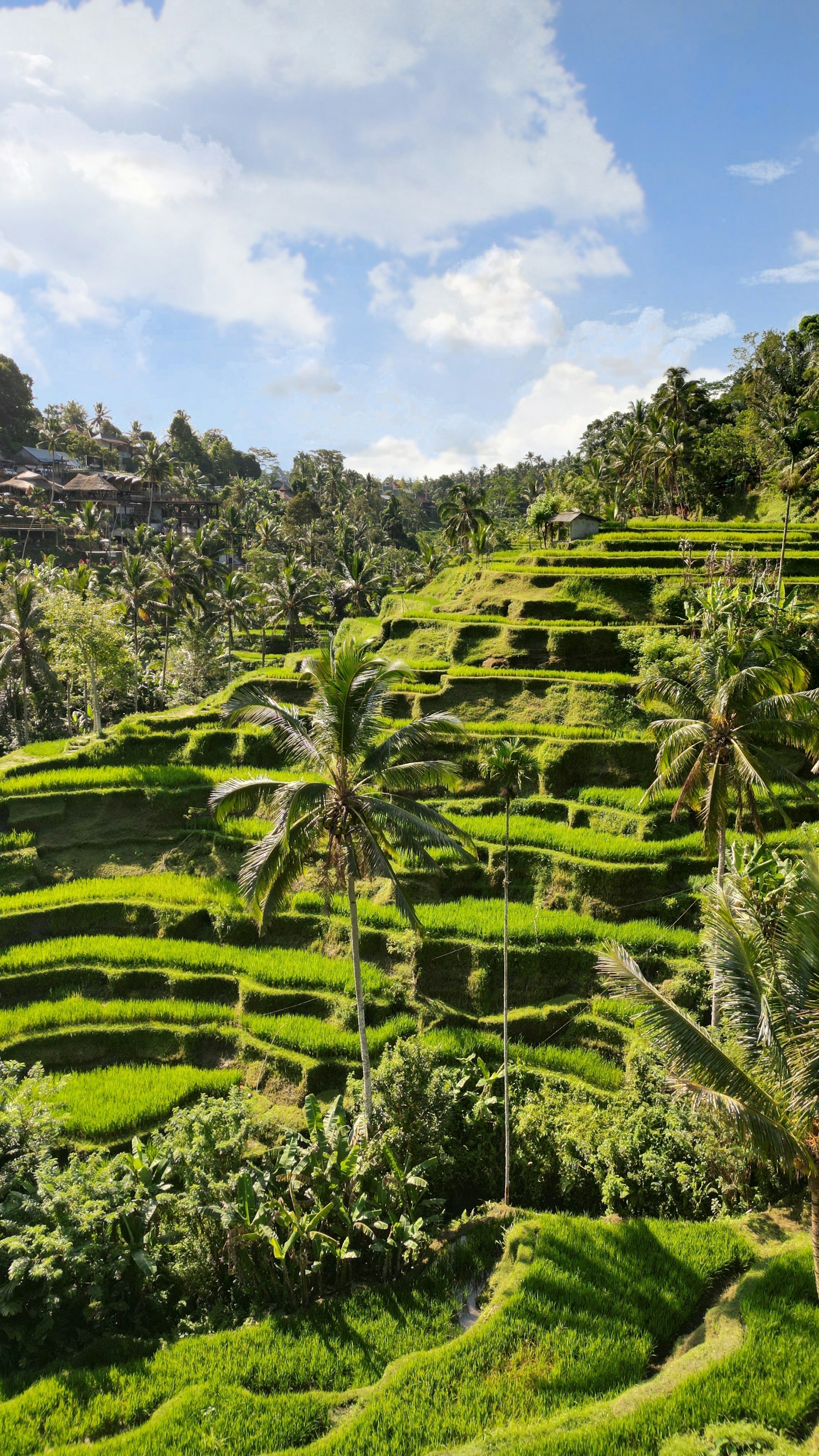 Layered green rice terraces and palm trees in Ubud, Bali